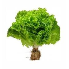 Lechuga hidropónica